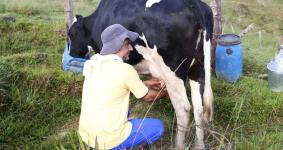El queso Asproquema “solución” para los ganaderos  de Anorí
