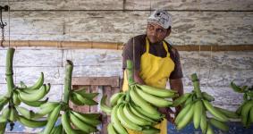 Cadenas productivas como cacao, café, leche, miel y plátano han sido algunas de las que se han financiado a través de la metodología de financiamiento a las cadenas de valor. Foto: Hanz Rippe- Fernanda Pineda para USAID